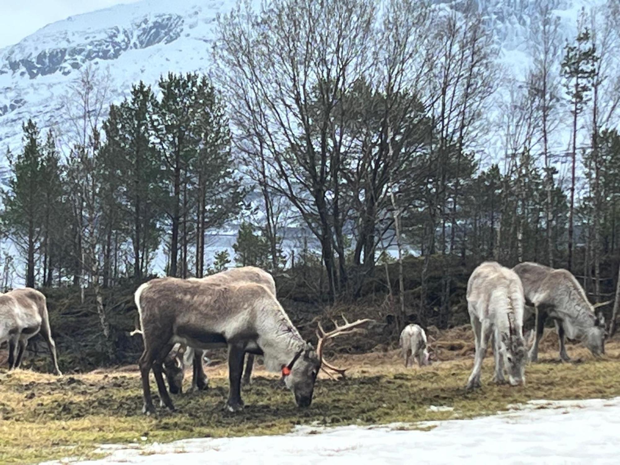 Efjord And Stetind - Kulhorn Holiday home