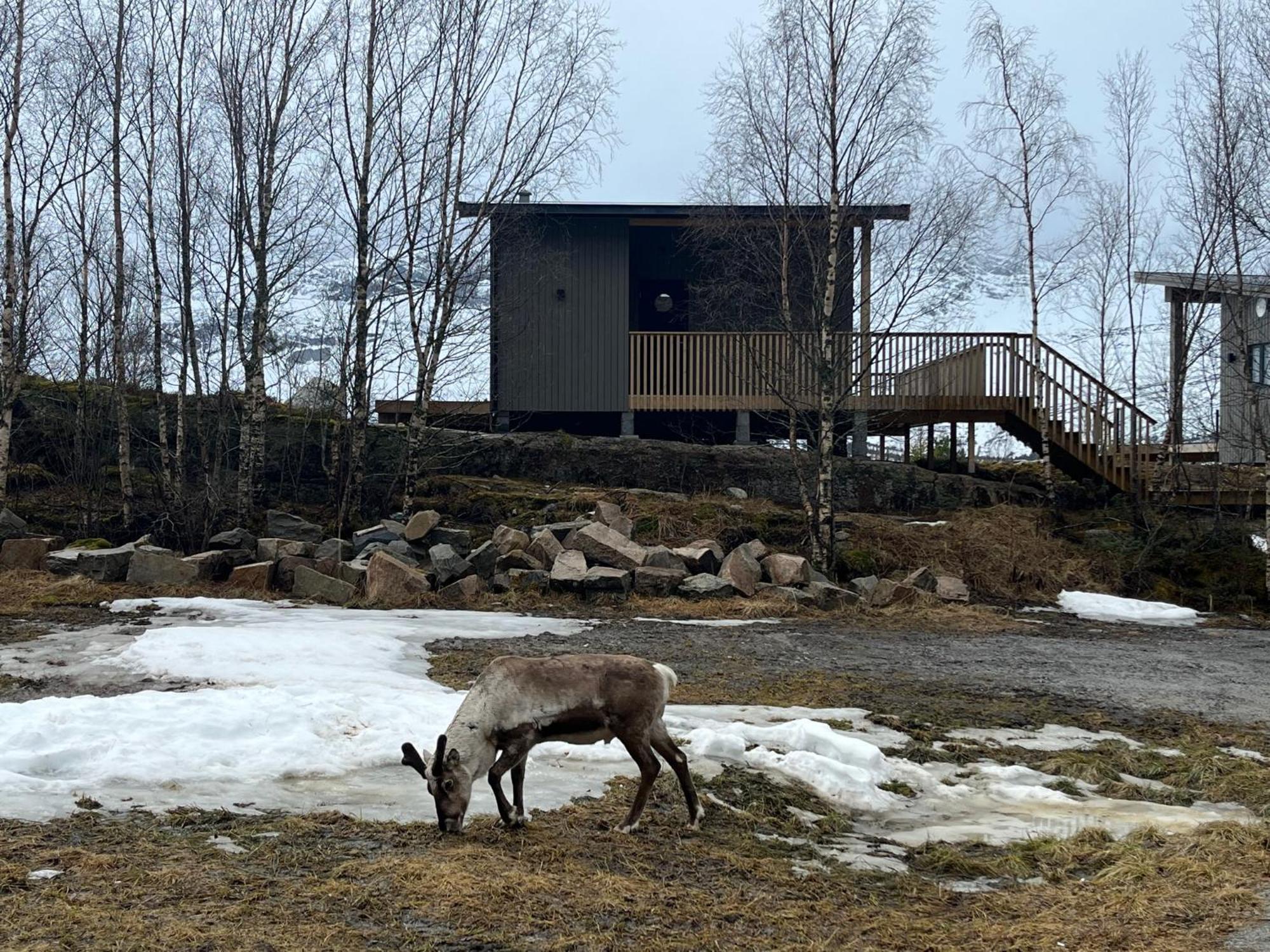 Efjord And Stetind - Kulhorn